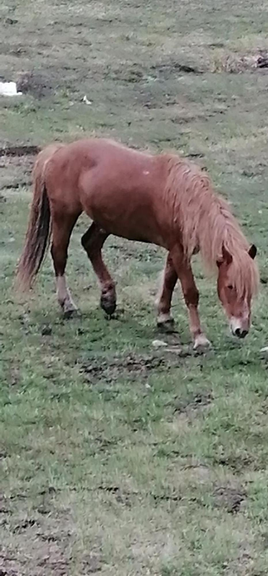 Apartman Selakovic Zlatibor Cameră foto